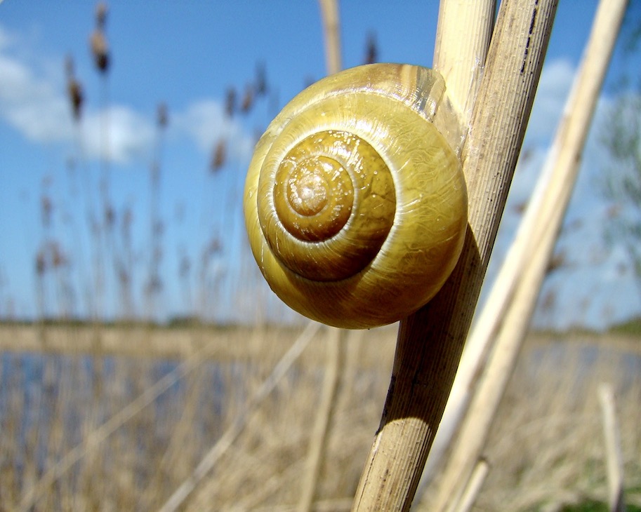 snail
